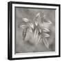 Botanical Study No. 4-Nicholas Bell-Framed Photographic Print