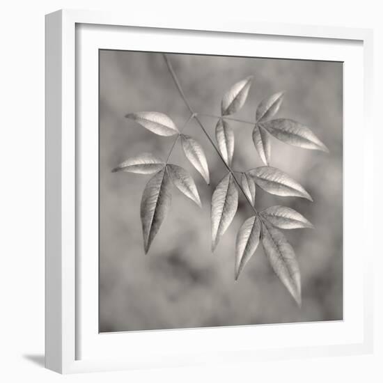 Botanical Study No. 4-Nicholas Bell-Framed Photographic Print