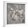 Botanical Study No. 4-Nicholas Bell-Framed Photographic Print