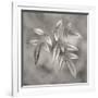 Botanical Study No. 4-Nicholas Bell-Framed Photographic Print