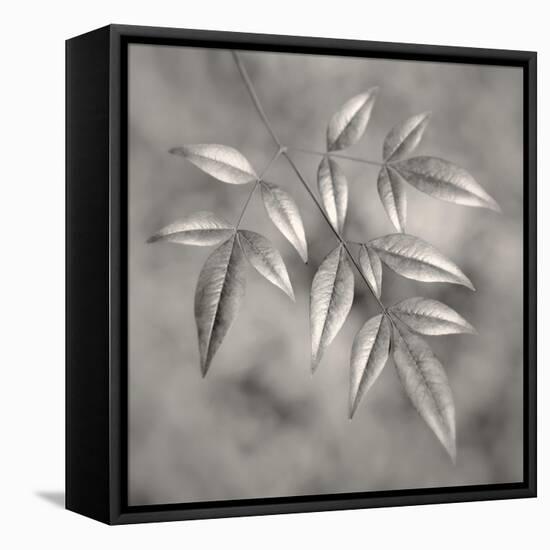 Botanical Study No. 4-Nicholas Bell-Framed Stretched Canvas