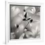 Botanical Study No. 5-Nicholas Bell-Framed Photographic Print