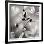 Botanical Study No. 5-Nicholas Bell-Framed Photographic Print