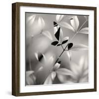 Botanical Study No. 5-Nicholas Bell-Framed Photographic Print