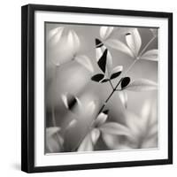 Botanical Study No. 5-Nicholas Bell-Framed Photographic Print