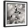 Botanical Study No. 5-Nicholas Bell-Framed Photographic Print