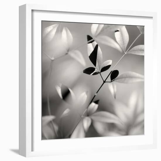 Botanical Study No. 5-Nicholas Bell-Framed Photographic Print