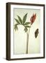 Botanical Study of a Dragon Lily and Butterfly-Jacques Le Moyne De Morgues-Framed Giclee Print