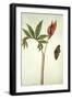 Botanical Study of a Dragon Lily and Butterfly-Jacques Le Moyne De Morgues-Framed Giclee Print