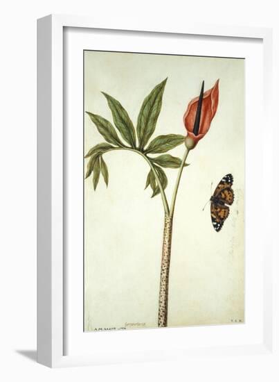 Botanical Study of a Dragon Lily and Butterfly-Jacques Le Moyne De Morgues-Framed Giclee Print