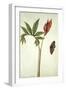 Botanical Study of a Dragon Lily and Butterfly-Jacques Le Moyne De Morgues-Framed Giclee Print