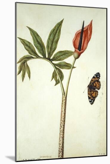 Botanical Study of a Dragon Lily and Butterfly-Jacques Le Moyne De Morgues-Mounted Giclee Print