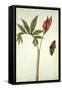 Botanical Study of a Dragon Lily and Butterfly-Jacques Le Moyne De Morgues-Framed Stretched Canvas