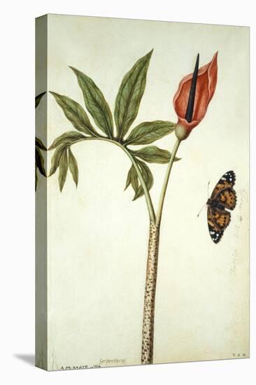 Botanical Study of a Dragon Lily and Butterfly-Jacques Le Moyne De Morgues-Stretched Canvas