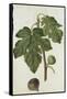 Botanical Study of a Fig-Jacques Le Moyne De Morgues-Framed Stretched Canvas