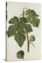 Botanical Study of a Fig-Jacques Le Moyne De Morgues-Stretched Canvas