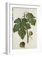 Botanical Study of a Fig-Jacques Le Moyne De Morgues-Framed Giclee Print