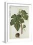 Botanical Study of a Fig-Jacques Le Moyne De Morgues-Framed Giclee Print
