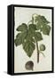Botanical Study of a Fig-Jacques Le Moyne De Morgues-Framed Stretched Canvas