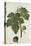 Botanical Study of a Fig-Jacques Le Moyne De Morgues-Stretched Canvas