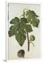 Botanical Study of a Fig-Jacques Le Moyne De Morgues-Framed Giclee Print