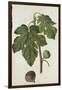 Botanical Study of a Fig-Jacques Le Moyne De Morgues-Framed Giclee Print