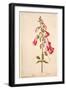 Botanical Study of a Foxglove-Jacques Le Moyne De Morgues-Framed Giclee Print