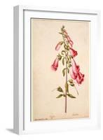 Botanical Study of a Foxglove-Jacques Le Moyne De Morgues-Framed Giclee Print