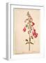 Botanical Study of a Foxglove-Jacques Le Moyne De Morgues-Framed Giclee Print