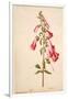 Botanical Study of a Foxglove-Jacques Le Moyne De Morgues-Framed Giclee Print