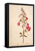 Botanical Study of a Foxglove-Jacques Le Moyne De Morgues-Framed Stretched Canvas