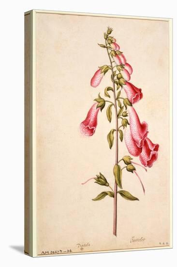 Botanical Study of a Foxglove-Jacques Le Moyne De Morgues-Stretched Canvas