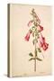 Botanical Study of a Foxglove-Jacques Le Moyne De Morgues-Stretched Canvas