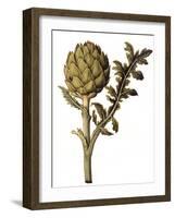 Botanical Study of a Globe Artichoke-Jacques Le Moyne De Morgues-Framed Giclee Print