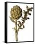 Botanical Study of a Globe Artichoke-Jacques Le Moyne De Morgues-Framed Stretched Canvas