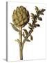 Botanical Study of a Globe Artichoke-Jacques Le Moyne De Morgues-Stretched Canvas