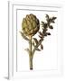 Botanical Study of a Globe Artichoke-Jacques Le Moyne De Morgues-Framed Giclee Print