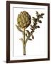 Botanical Study of a Globe Artichoke-Jacques Le Moyne De Morgues-Framed Giclee Print