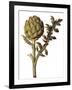 Botanical Study of a Globe Artichoke-Jacques Le Moyne De Morgues-Framed Giclee Print