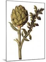 Botanical Study of a Globe Artichoke-Jacques Le Moyne De Morgues-Mounted Giclee Print