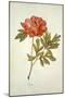 Botanical Study of a Peony-Jacques Le Moyne De Morgues-Mounted Giclee Print