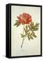 Botanical Study of a Peony-Jacques Le Moyne De Morgues-Framed Stretched Canvas