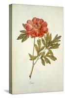 Botanical Study of a Peony-Jacques Le Moyne De Morgues-Stretched Canvas