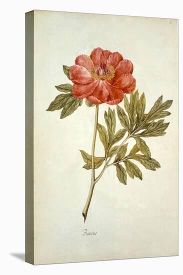 Botanical Study of a Peony-Jacques Le Moyne De Morgues-Stretched Canvas