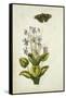 Botanical Study of a Violet-Jacques Le Moyne De Morgues-Framed Stretched Canvas