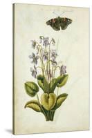 Botanical Study of a Violet-Jacques Le Moyne De Morgues-Stretched Canvas