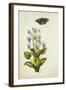 Botanical Study of a Violet-Jacques Le Moyne De Morgues-Framed Giclee Print