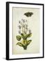 Botanical Study of a Violet-Jacques Le Moyne De Morgues-Framed Giclee Print