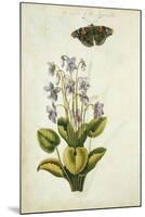 Botanical Study of a Violet-Jacques Le Moyne De Morgues-Mounted Giclee Print