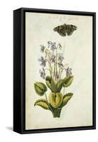 Botanical Study of a Violet-Jacques Le Moyne De Morgues-Framed Stretched Canvas